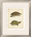 Buy Turtle Duo IV at AllPosters.com