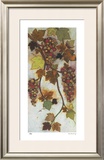 Vineyard Visions III