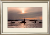 Buy Twilight Bound at AllPosters.com