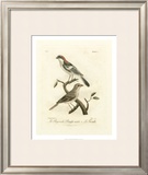 Buy Antique French Birds II at AllPosters.com