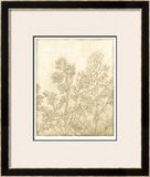 Ivory Field I