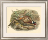 Pheasants I