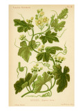 Bryony
