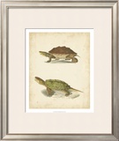 Buy Turtle Duo II at AllPosters.com
