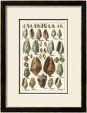 Buy Seba Shell Collection I at AllPosters.com
