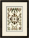 Buy Seba Shell Collection II at AllPosters.com