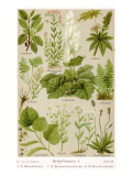 Buy A Selection of 11 Healing Plants and Herbs Including Camomile and Rhubarb at AllPosters.com