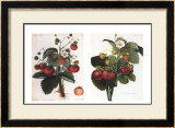 Buy Strawberries at AllPosters.com