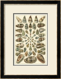 Buy Seba Shell Collection V at AllPosters.com