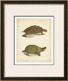 Buy Turtle Duo IV at AllPosters.com