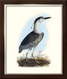 Night Heron