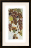 Vineyard Visions III