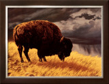 Buy Buffalo at AllPosters.com