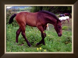 Buy Horse at AllPosters.com
