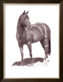 Buy Calypso Pony at AllPosters.com