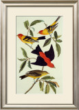 Louisiana Tanager, Scarlet Tanager