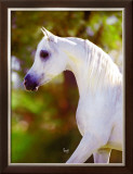 Buy Graceful Beauty at AllPosters.com