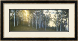 Buy Hillside Birches at AllPosters.com