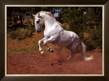 Buy Horse at AllPosters.com