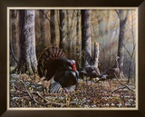 Wild Turkeys