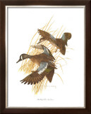 Buy Blue Winged Teal at AllPosters.com