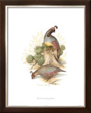 Buy Gamble's Quail at AllPosters.com