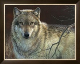 Uninterrupted Stare: Gray Wolf