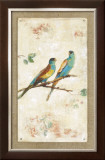 Hooded Parrot