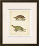 Buy Turtle Duo II at AllPosters.com