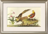 Pheasants