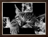 Buy Kool Kat II at AllPosters.com