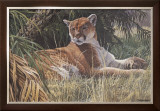 Last Sanctuary- Florida Panther (detail)