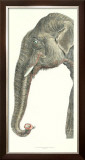 Buy Elongated Elephant at AllPosters.com