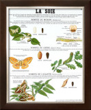 Silk Teaching Chart