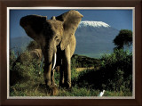 Buy Kenyan Elephant at AllPosters.com