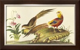 Pheasants