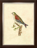 Buy Selby Birds VI at AllPosters.com
