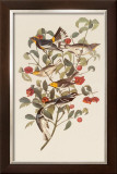 Audubon Warbler