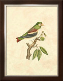 Buy Selby Birds V at AllPosters.com