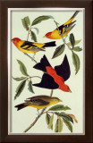 Louisiana Tanager, Scarlet Tanager