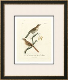 Buy Antique French Birds I at AllPosters.com