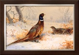 Cock and Hen Pheasant