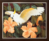 Cockatoo and Hibiscus