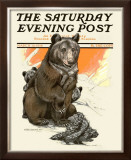 Porcupine Scares the Bears