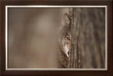 Gray Wolf