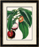 Buy Mangosteen at AllPosters.com
