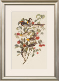 Audubon Warbler