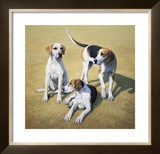 Cotswold Foxhounds