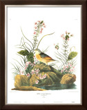 Yellow-Winged Sparrow