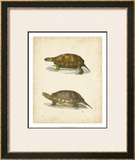 Buy Turtle Duo I at AllPosters.com